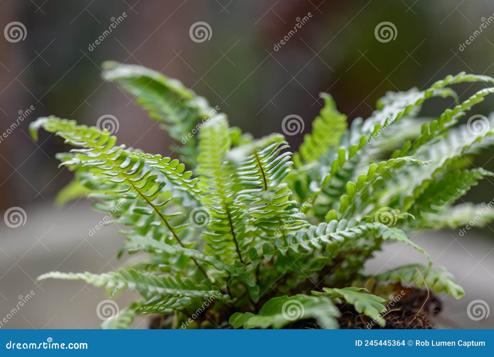 deer fern struthiopteris spicant, young plant